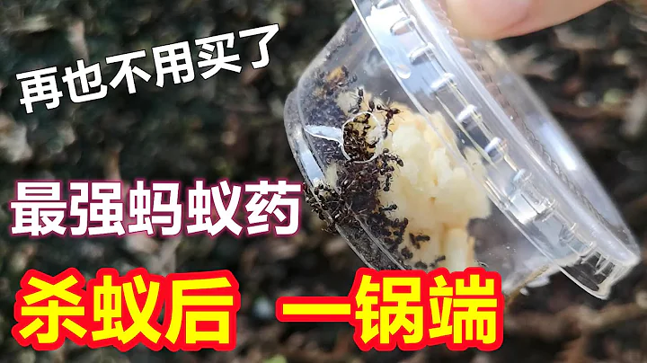 BEST way to get rid of Ants, SO simple！ - 天天要闻