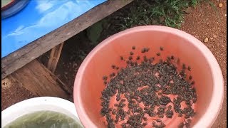Asian street food , Laos Market in Savannakhet - amazing food