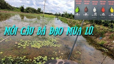 Câu cá lóc mùa lũ ( P37 ).Muối tiêu mini mãi đỉnh.Thợ săn cá lóc.