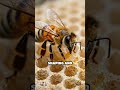 Bee Mandibles: The Secret Behind Hive Strength
