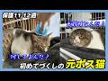 元ボス猫ボブ保護11,12週目