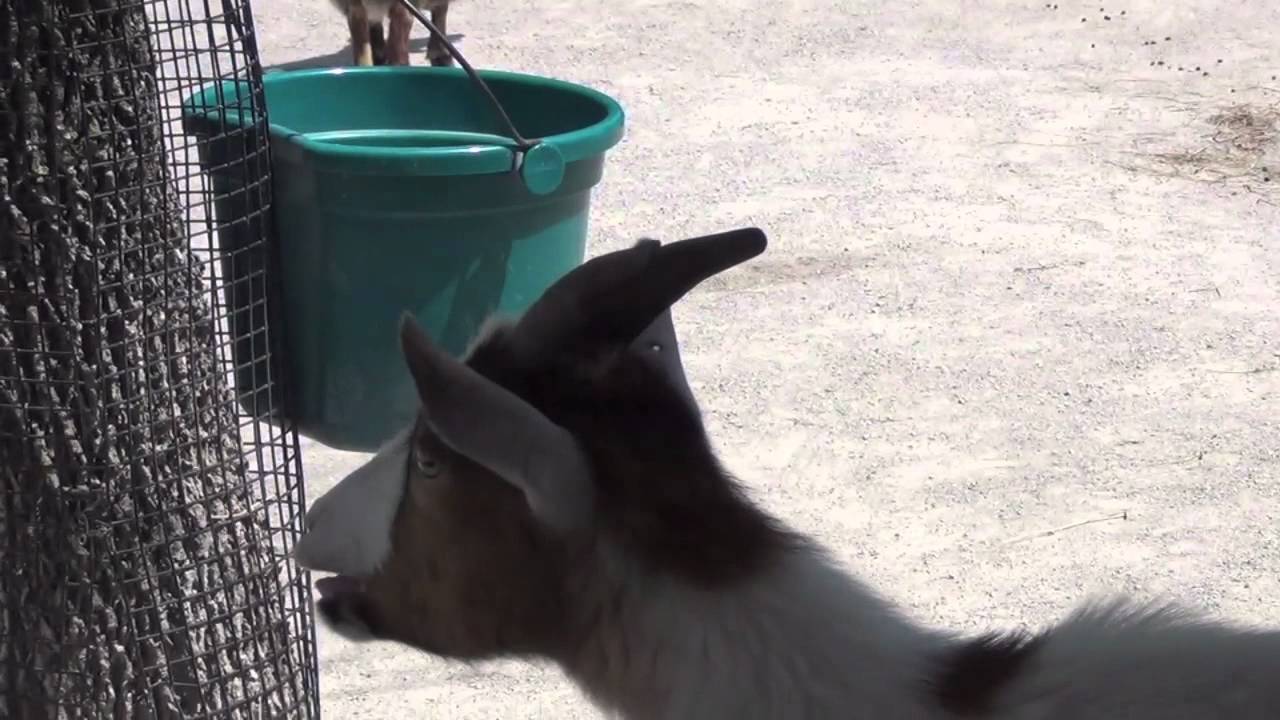 funny goat 