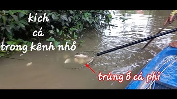 tưởng kênh nhỏ không có cá, ai dè cá nhiều khủng khiếp vớt hoài không hết... /con nước miền Tây
