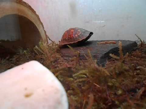 geckos for sale New Reptile Update and Gecko Update Pt. 1