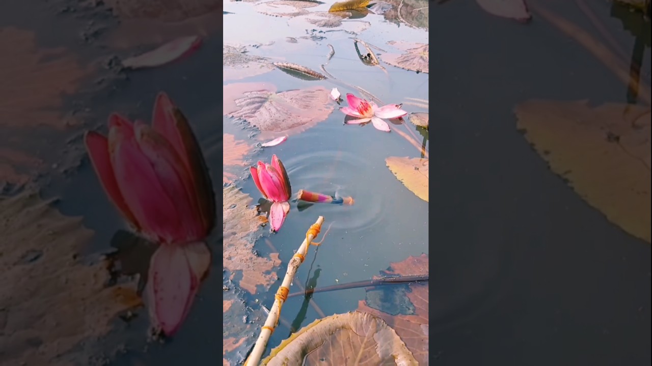 enjoy expert of fish 🐠🐟 amazing moments 💯😱🤠💯🤳 #fypシ #fishing #nature #reels #reelschallenge #reely