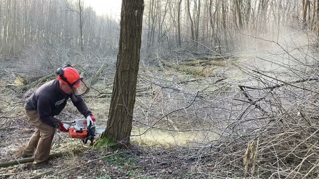 Stihl Ms462 c-m akácfák döntése!