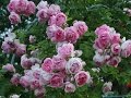 Розы Тантау (Tantau) от садовой фирмы "Виктория"