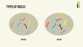 IGCSE Biology Revision - Part 14.2 - Chromosomes, Genes & Proteins