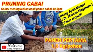 Cara Pruning Yang Benar Ala Ayah Manjel Rahasia Panen Cabe 400 buah/pohon