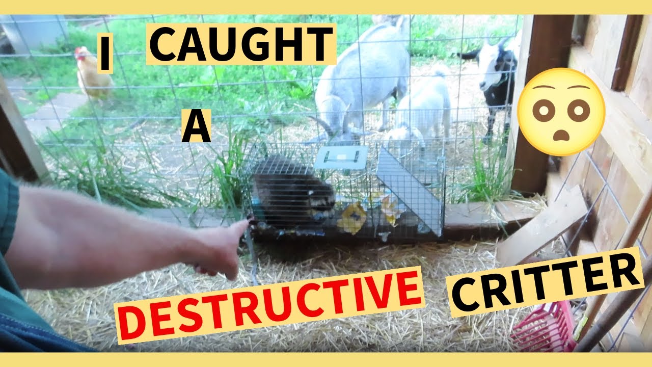 Barnyard Raccoon IS A RACCOON CAUSING ALL THIS MESS IN MY BARN?! - YouTube