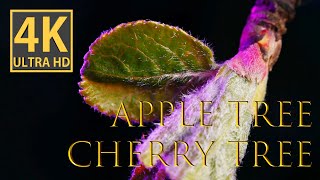 Cherry tree | Apple tree | 4K video