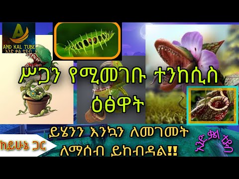 ቪዲዮ: የቅ fantት በረራ እና የሰው ሌቭቪንግ። የፎቶ ስዕሎች በአና ዙራቭሌቫ