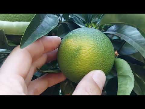 Видео: Дизайн апельсинового сада - растения для апельсинового сада