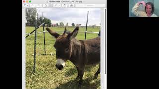 Animal Communication with Sweetness | Animal Communicator Tracy Pierce