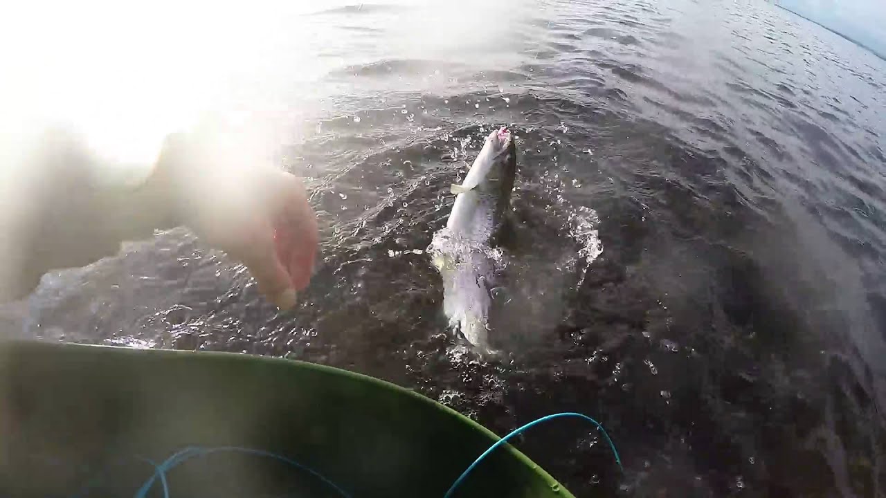 sea trout fly fishing denmark Gone fishing the last time this year