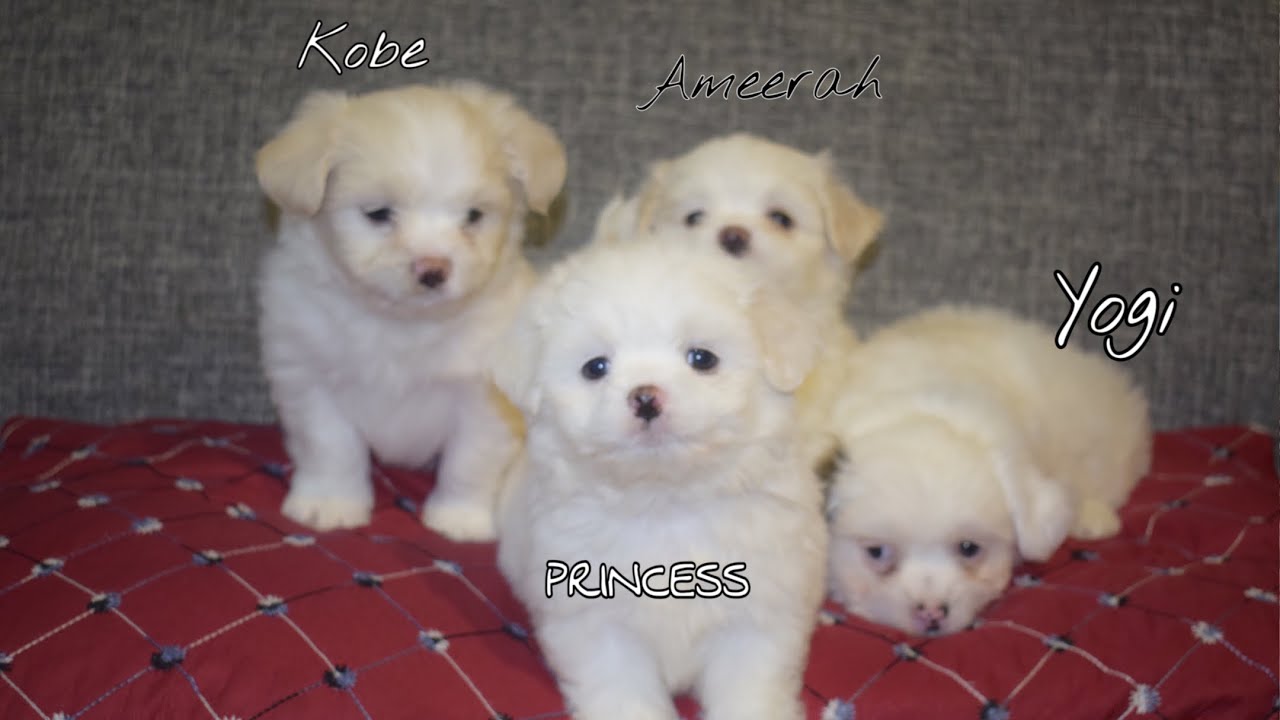 Japanese Spitz And Shih Tzu Breeding Siblings Meet My Adorable Puppy Youtube
