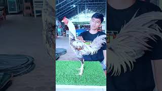 ayam jalak dengan bulu dasar abu #ayam #chicken #animals #funny #fyp