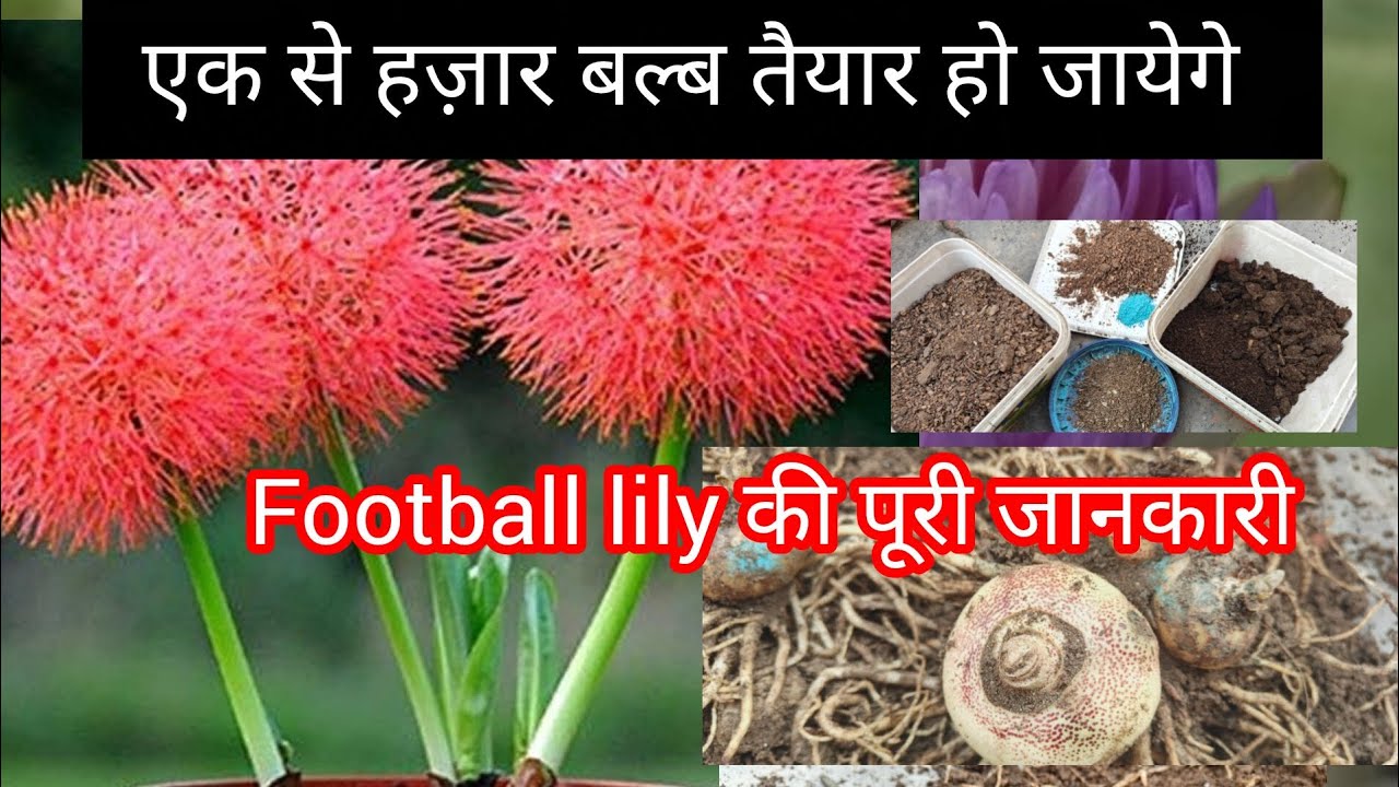 Football lily plant की full information 