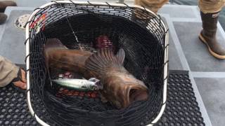 Monster Ling Cod Pacific-Charters Sep 2016