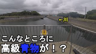 【茨城県中部】6月下旬アジ狙い！梅雨真っ最中に太平洋に面している茨城県日立市にある細い川の河口付近で鯵を狙って釣りしていたら…！【2021.06.29】