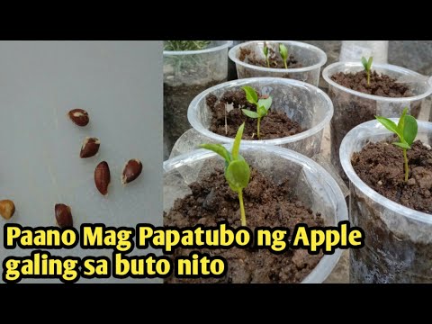Video: Paano Magtanim Ng Isang Pag-ibig Sa Pagbabasa Mula Pagkabata