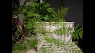 Drainage and Root Rot