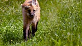 Wild Inside the National Zoo: The Future of Maned Wolves