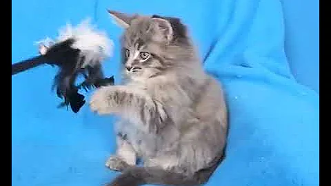 Watch the video about Purebred Maine Coon Kitten | Available for Adoption - Reputable Breeders Near You