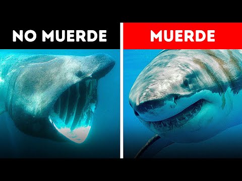 Video: Criatura marina inusual - tiburón martillo