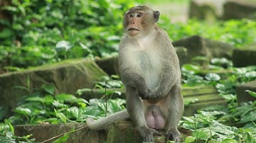 Oh,Monkey Joey Looking for Amber Group