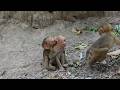 Sibling Love: Sister Patiently Lets Baby Monkey Suck Her Ear for Comfort
