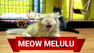 Penyebab Kucing Mengeong Ngeong Terus Menerus. Pemilik Kucing Harus Tau.