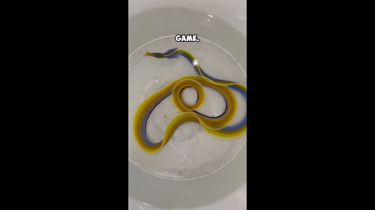 This Fish Was Featured In A Game 