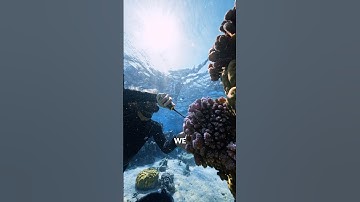 The Process Of Coral Gardening