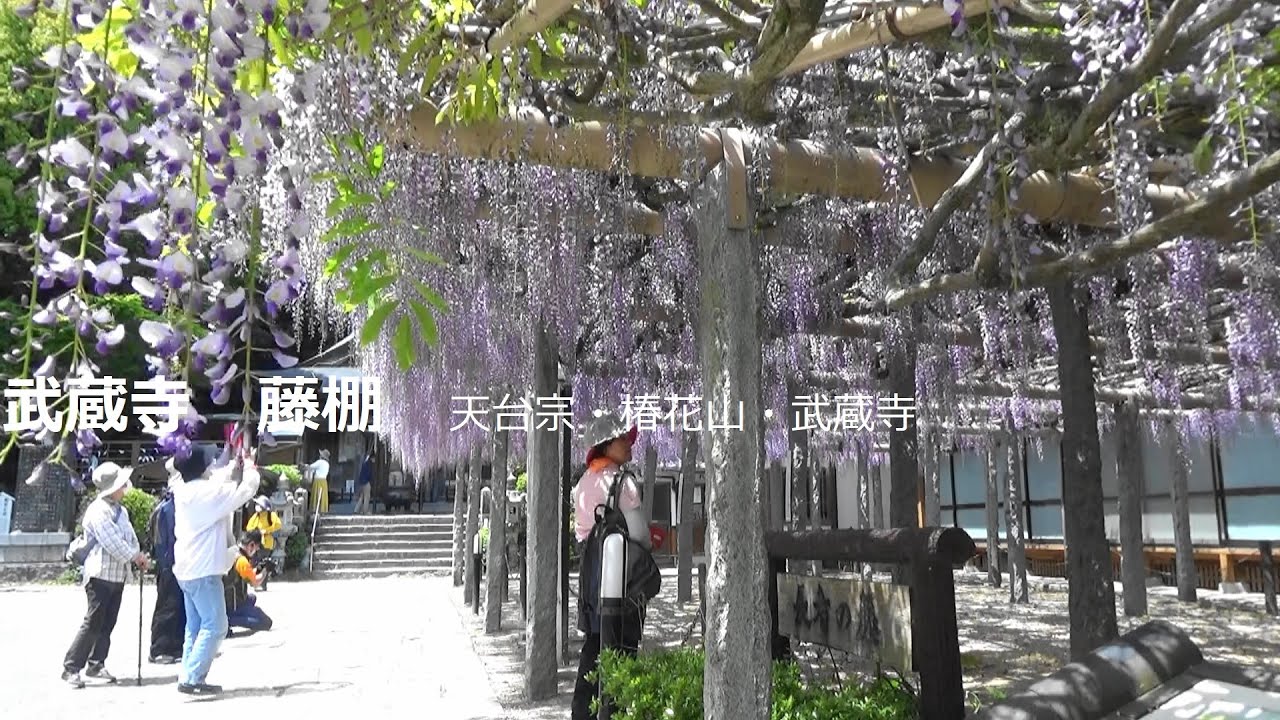 武蔵寺 長者の藤 池の鯉 九州最古のお寺 天台宗 椿花山 武蔵寺 Youtube