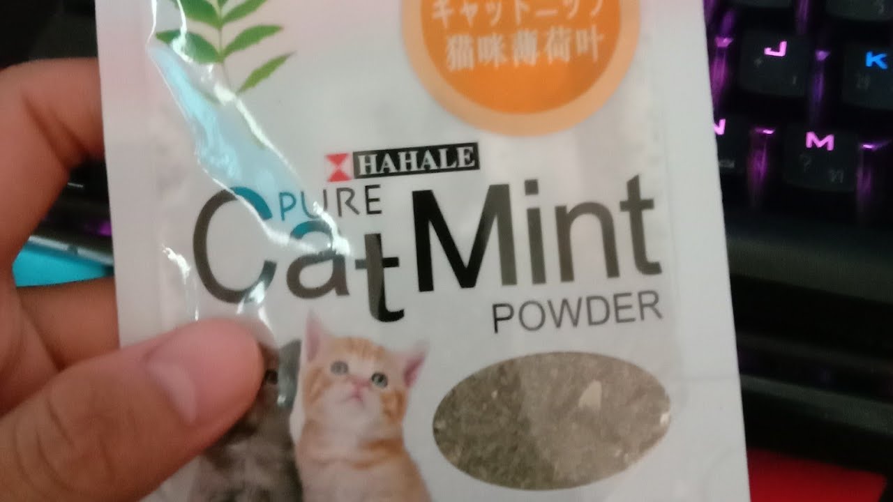 Catmint กัญชาแมว จะสามารถทำแมวผมเมาได้หรือไม่?มาลองกัน
