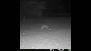 11 05 2025 Late Night Trail Cam  Nocturnal Deer &amp; Cats at the Homestead #naturerelaxing