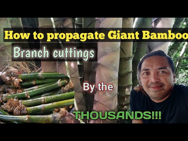 How to propagate,root the Giant Bamboo cuttings by the thousands|Giant Bamboo Nursery of Bukidnon class=