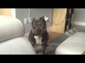 Conversations with my Dog. Czr American Bully Answers Questions.
