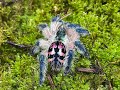 Tythochlaena selodonia , Brazilian Jewel breeding update