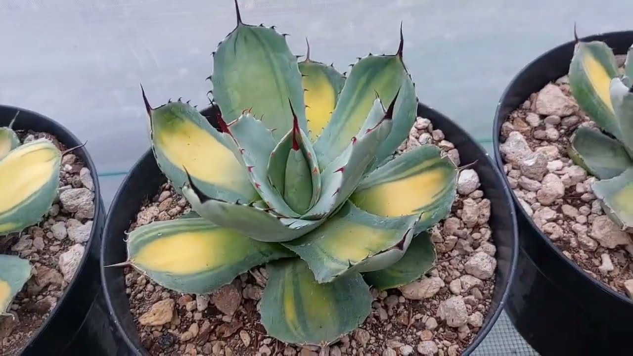 Mi colección de Agaves Parryi Truncata