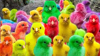Ayam Warna-warni, Ayam Lucu Dunia,Ayam Seluruh Dunia, Bulu Warna-warni,Hewan Lucu Kelinci🐤🐥🐇