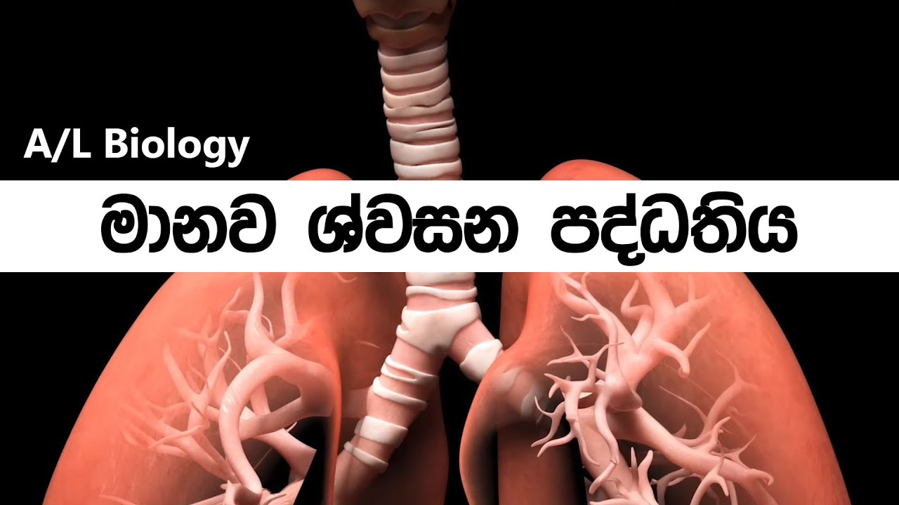 මානව ශ්වසන පද්ධතිය ❤ | Human respiratory system | A/L biology sinhala