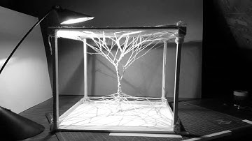 Dendrite Growth Model