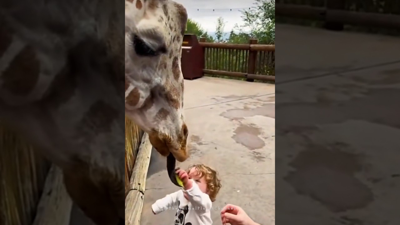 Giraffe Eating from Baby Hand 🦒