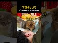 下僕のせいでパニクったニャンコたちww