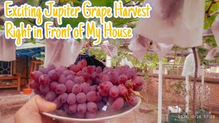 Exciting Jupiter Grape Harvest Right in Front of My House