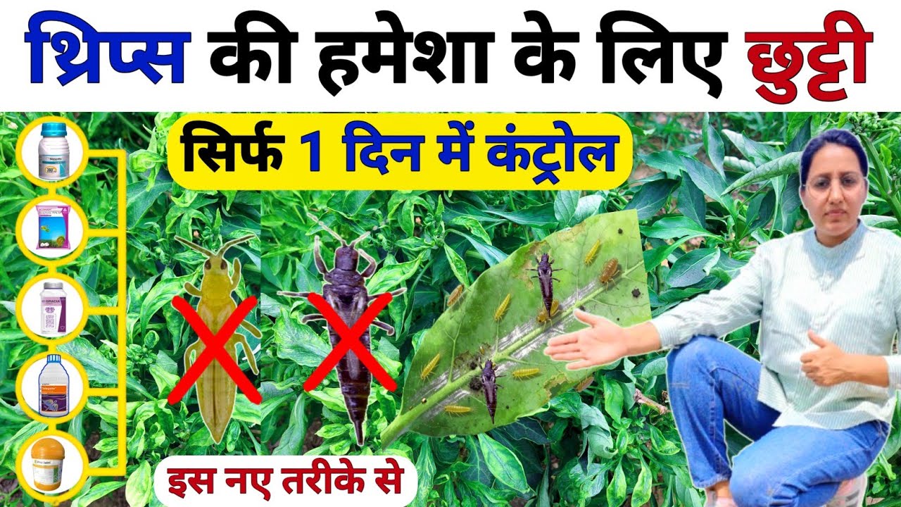 सभी कीटों थ्रिप्स की छुट्टी 💯| thrips control | Leaf Curl Virus Control | Thrips Control Insecticide