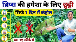 सभी कीटों थ्रिप्स की छुट्टी 💯| thrips control | Leaf Curl Virus Control | Thrips Control Insecticide
