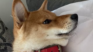 shiba inu's get angry at literally anything